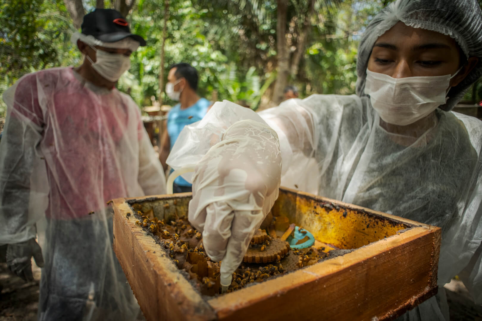 Programa Abelhas da Amazônia