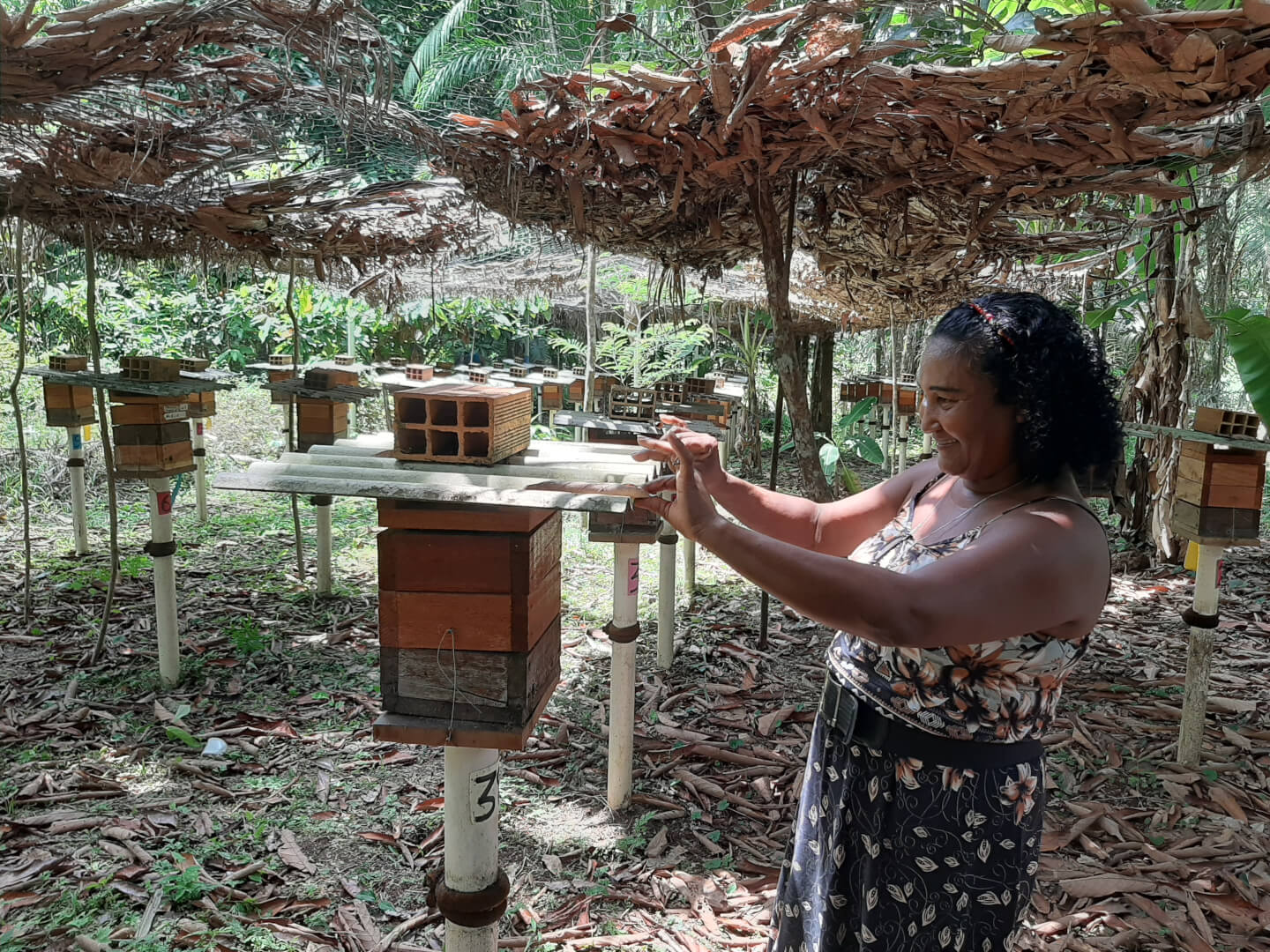 Amigo das Abelhas da Amazônia